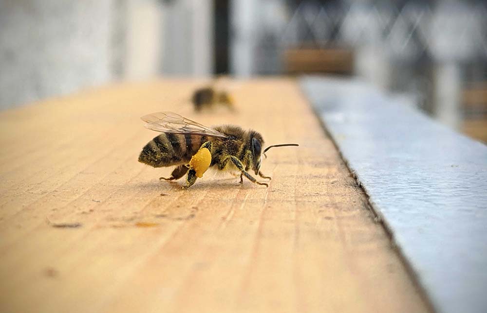 A close up photo of a honey bee. building ecological footprint