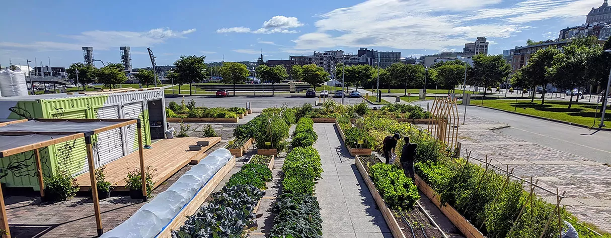 Potager urbain. agriculture urbaine
