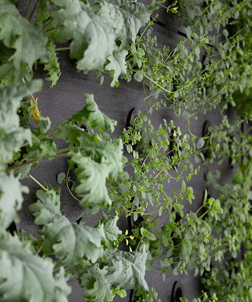 A plant wall. sustainable urban agriculture