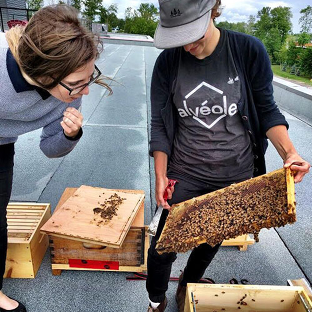 An Alvéole beekeeper shows a frame of honey bees to a client on a rooftop.