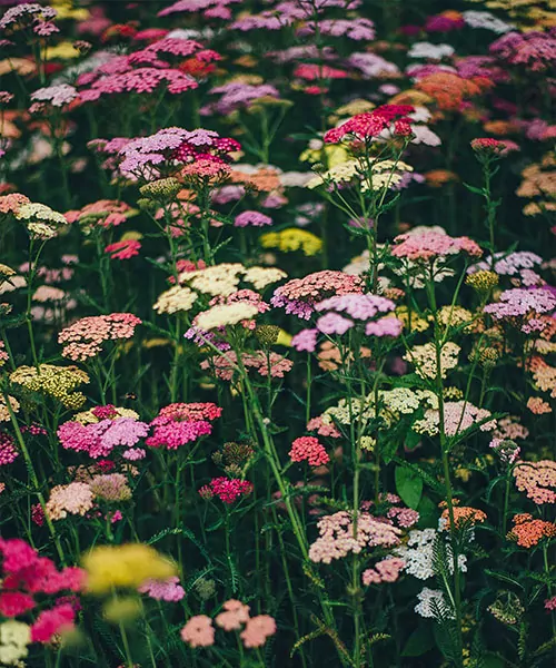 Un champ de fleurs colorées. hôtels à abeilles sauvages