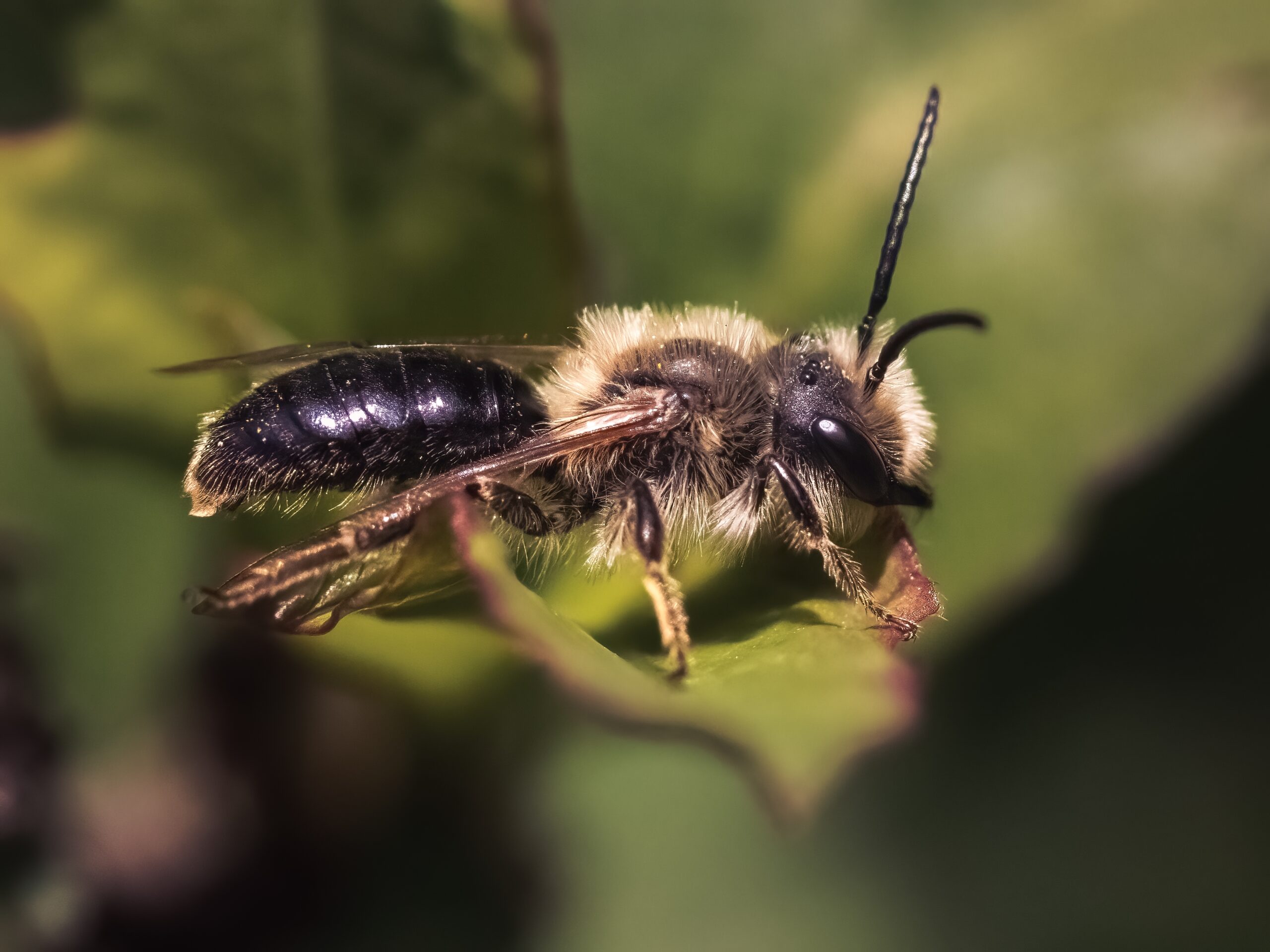 types of bees