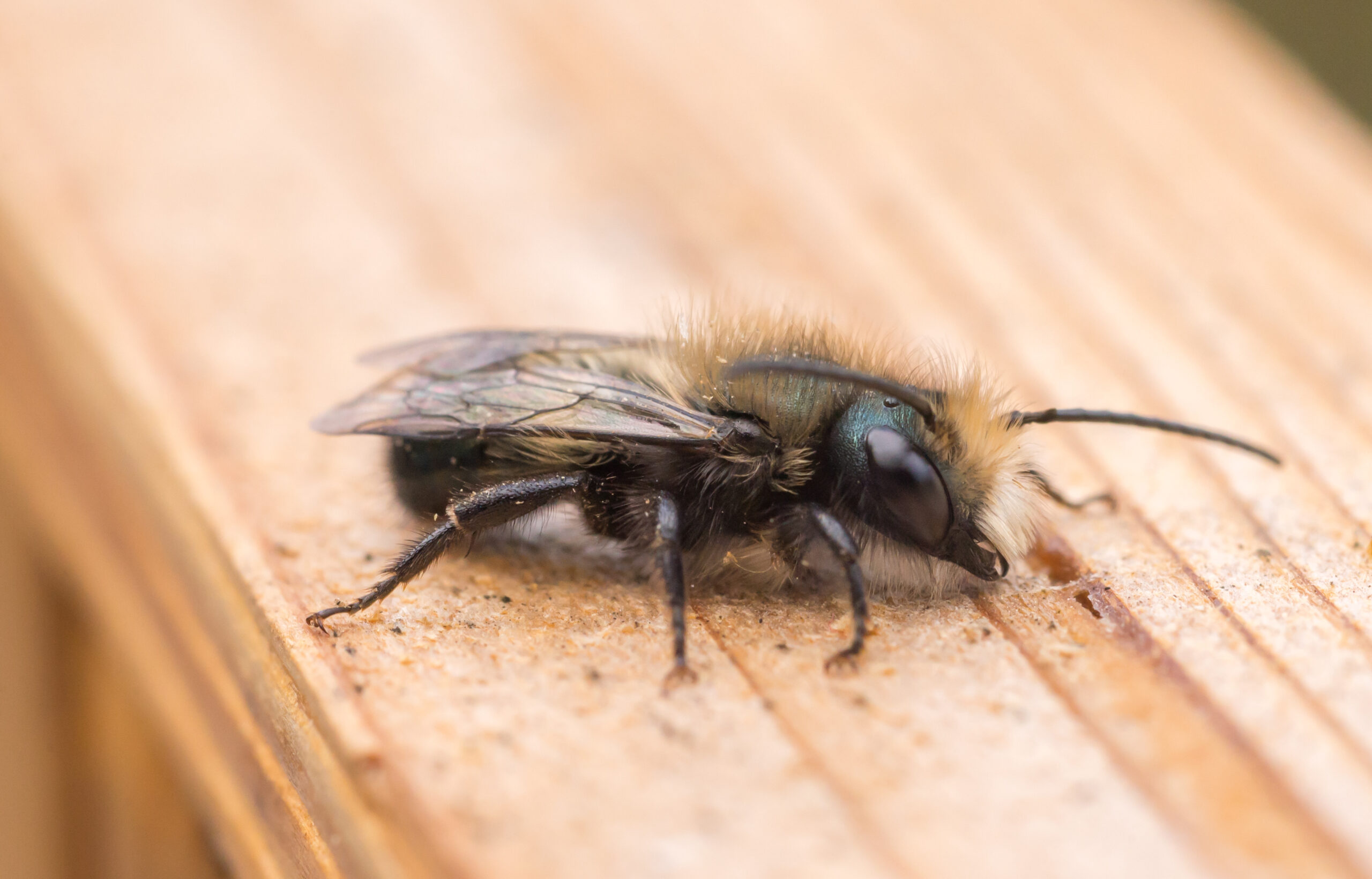 type of bee: mason bee