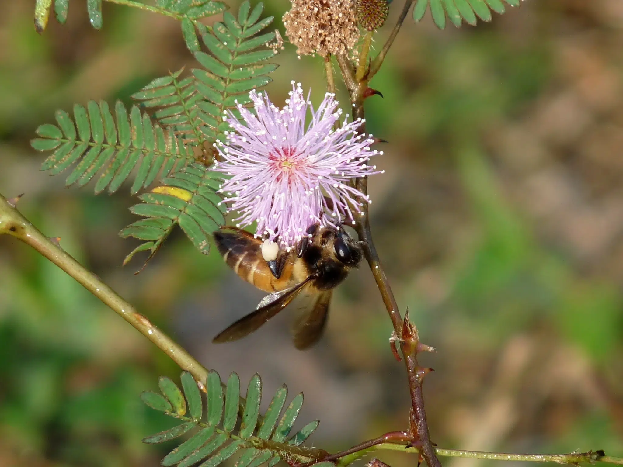 types of bees