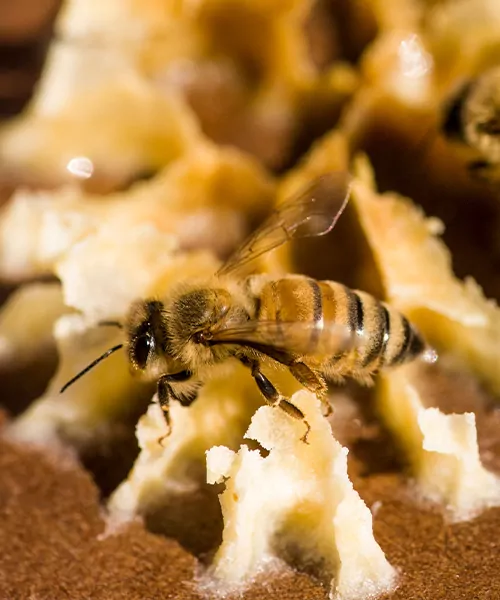 facts about bees