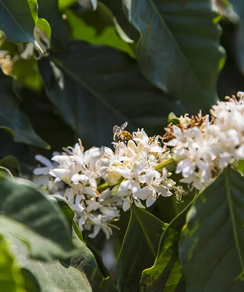 facts about bees