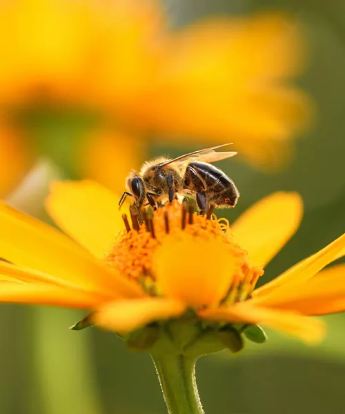 facts about bees
