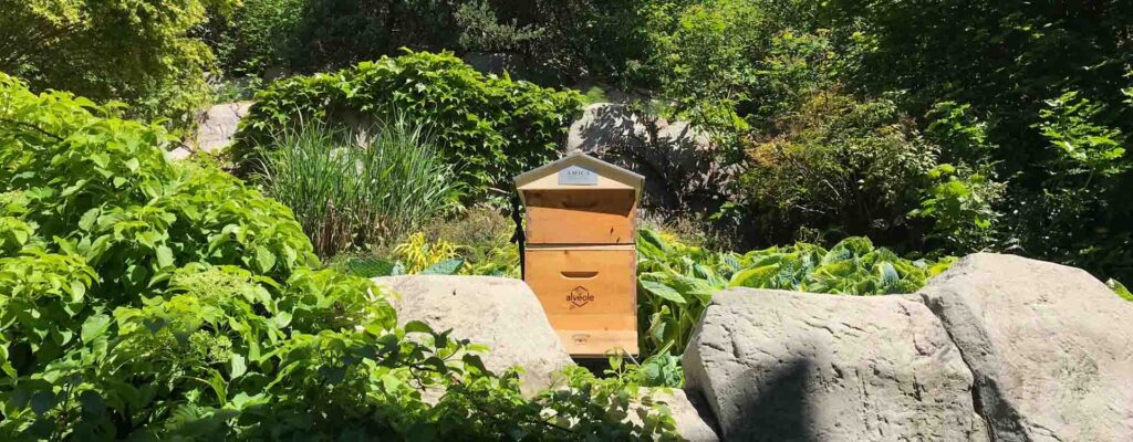 Ruche d'abeilles mellifères d'Amica entourée de plantes