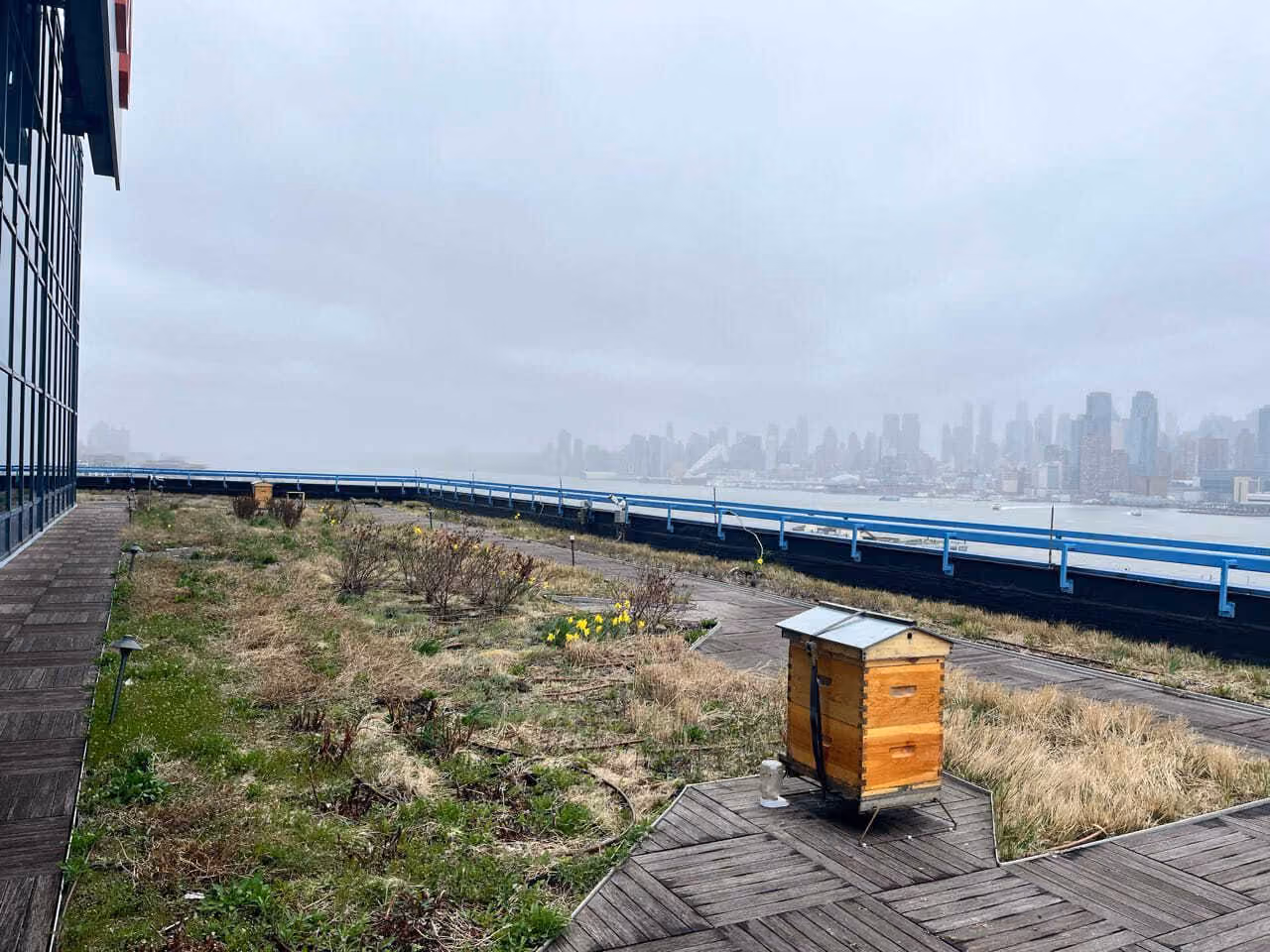 Un toit vert avec une ruche sur le toit d'un immeuble commercial, avec la ligne d'horizon de Manhattan au loin de l'autre côté de l'eau.