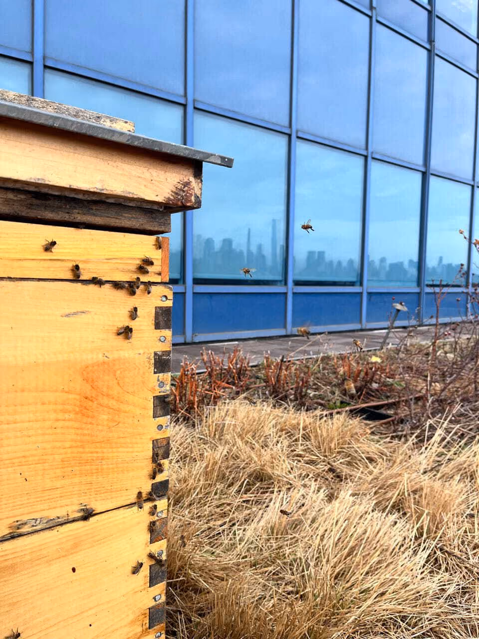 Rooftop honeybee hive on a commercial building rooftop with a city skyline reflected in the glass facade