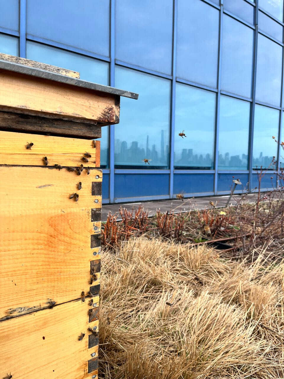Ruche d'abeilles sur le toit d'un immeuble commercial, avec une silhouette urbaine reflétée dans la façade vitrée