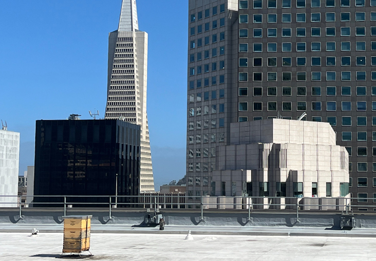 Alvéole beehive on the One Bush Plaza rooftop with the Transamerica Pyramid in the background