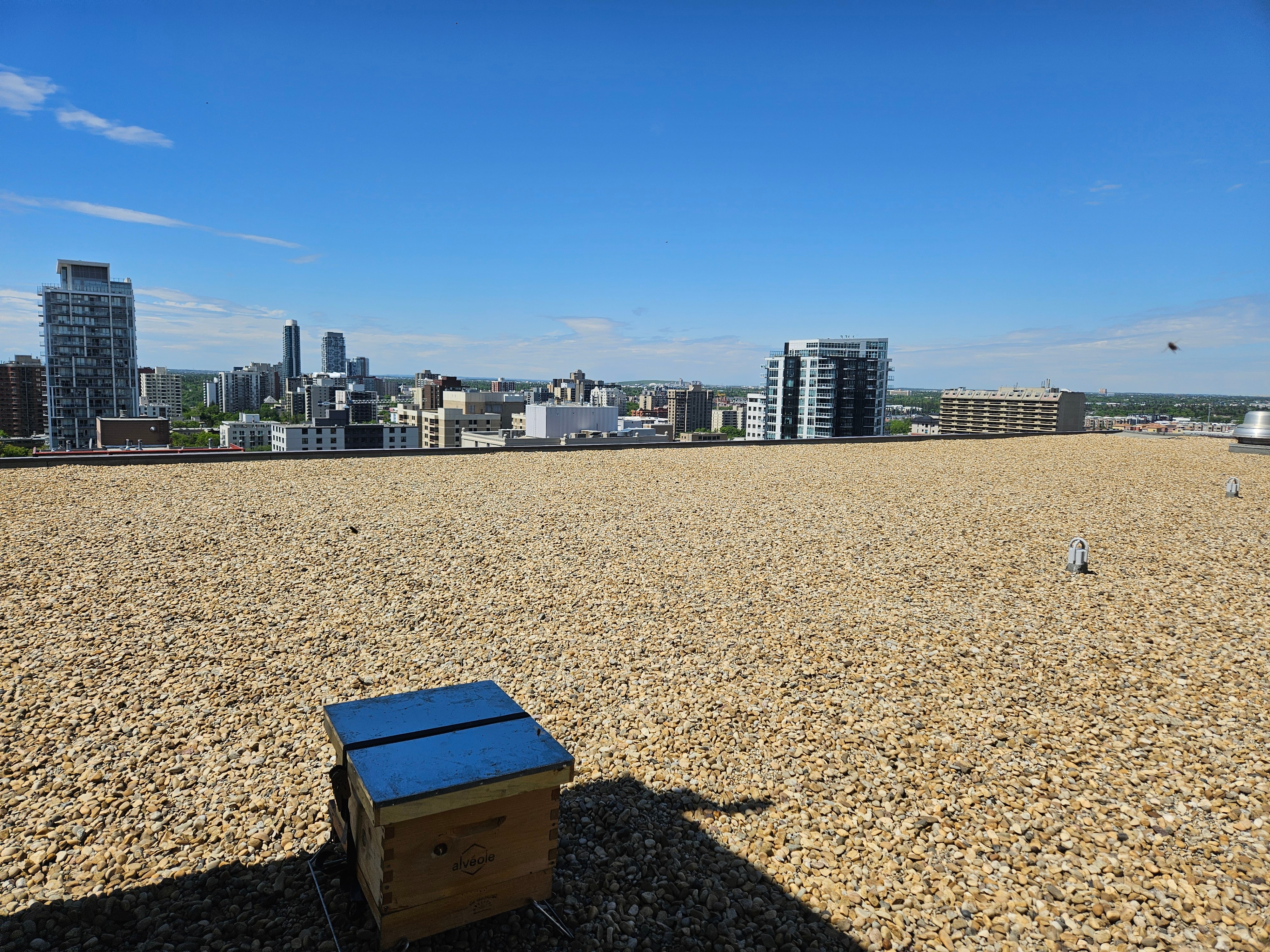Rooftop beehive overlooking the Edmonton city skyline
