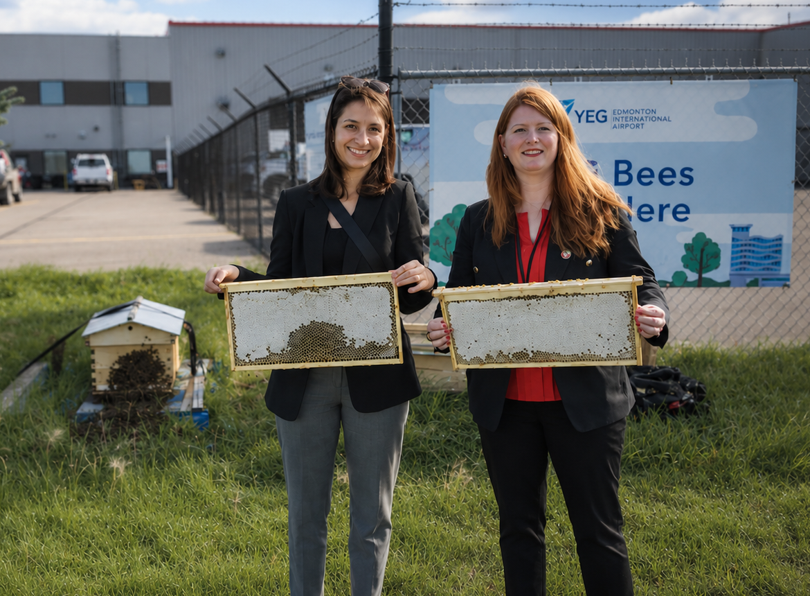Beehive frame inspection at Edmonton International Airport (YEG)