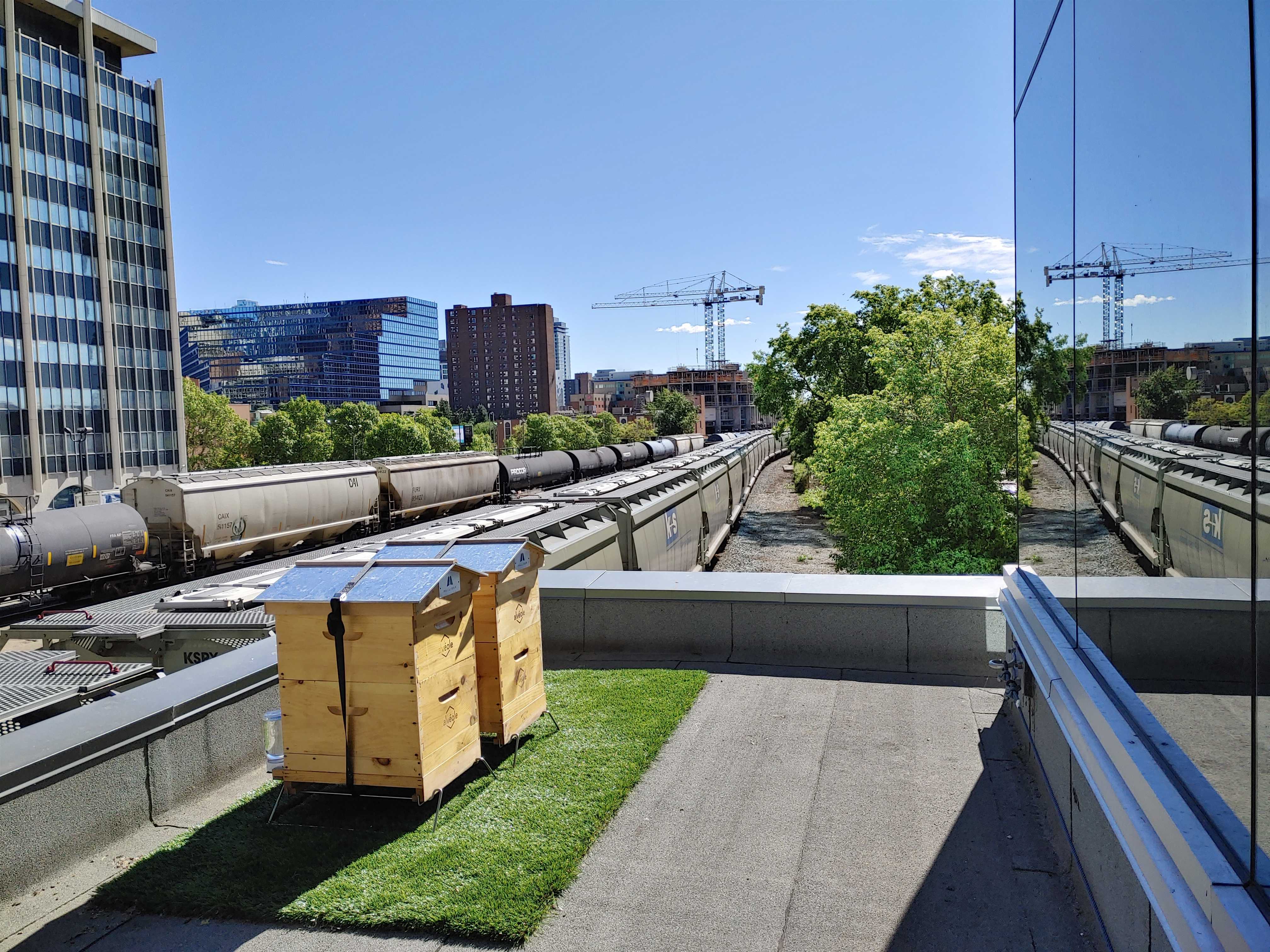 Ruche sur le toit du Palliser Square d'Aspen Properties à Calgary