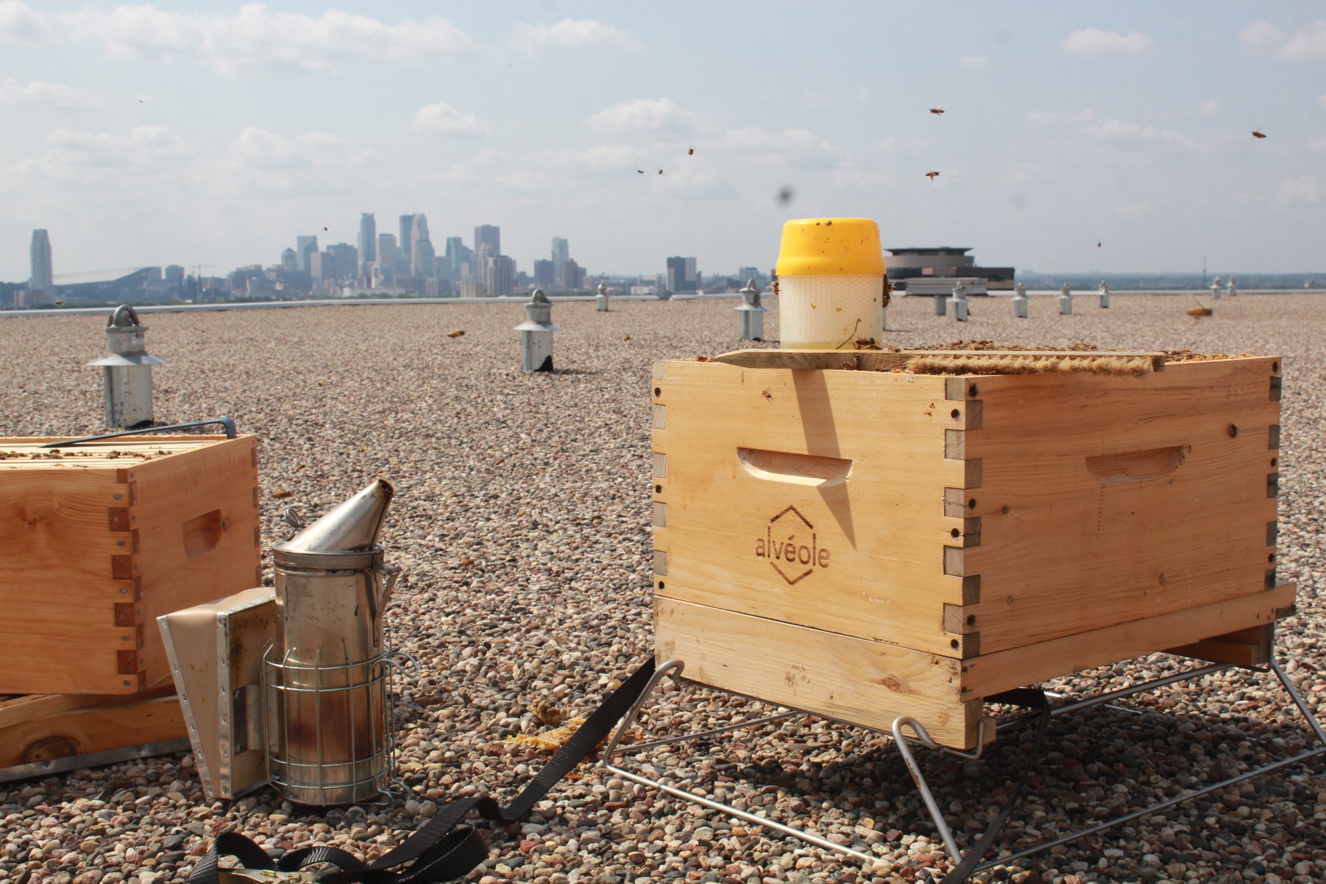 Green rooftop in Minneapolis suited for an Alvéole beehive program