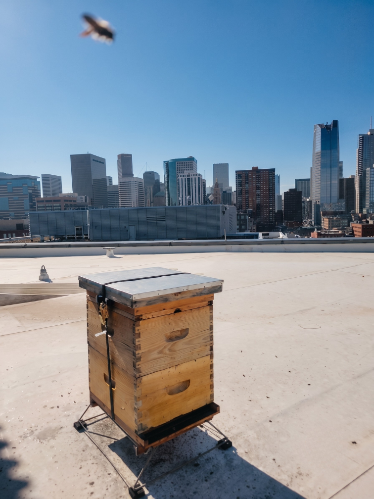 Toit vert à Denver adapté à un programme de ruches Alvéole