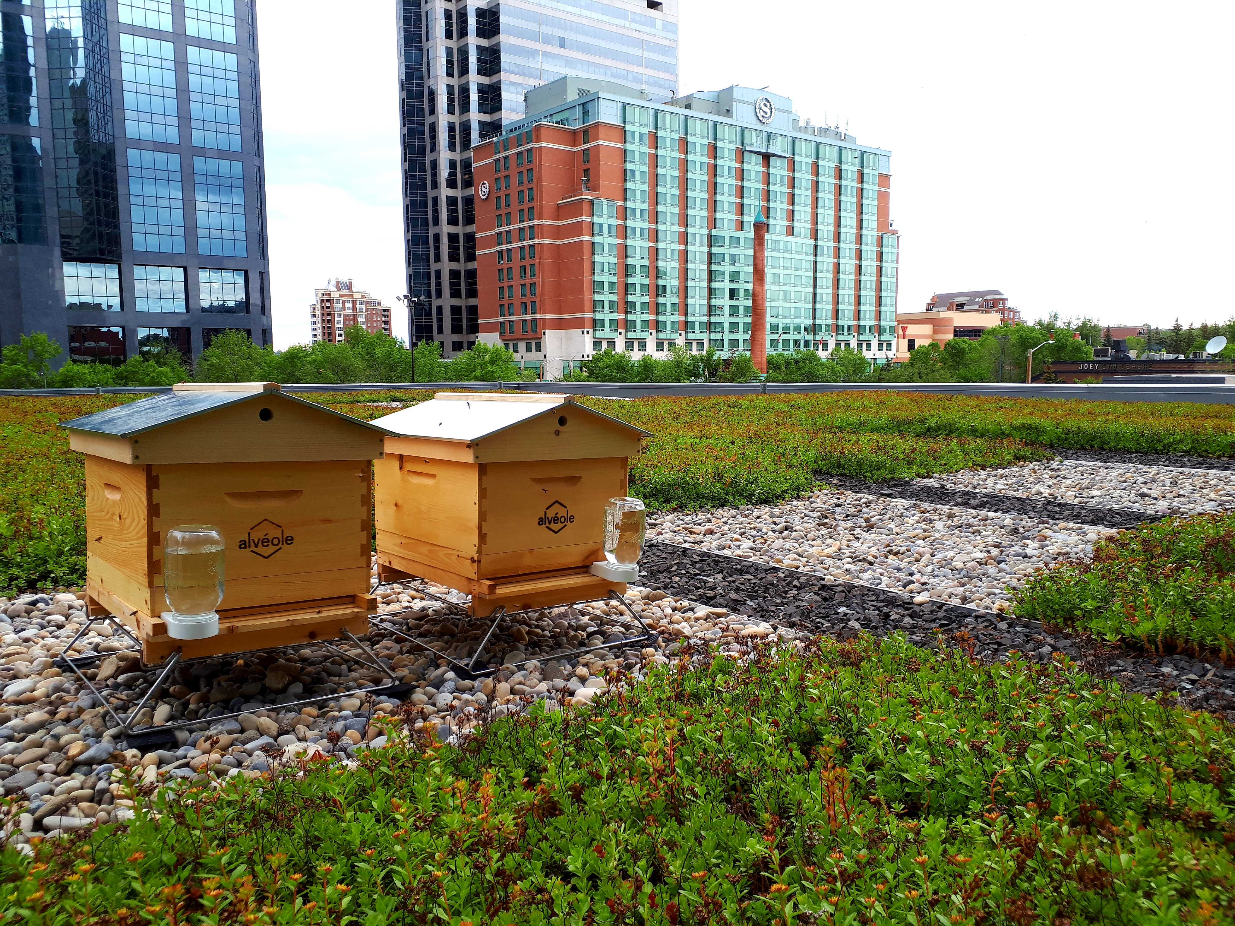 Green rooftop on a commercial building, ready for an Alvéole beehive program