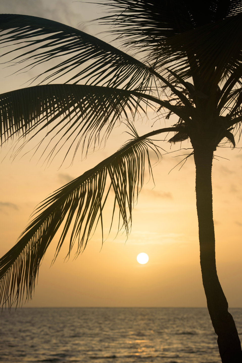 Palm tree in sunset stock image