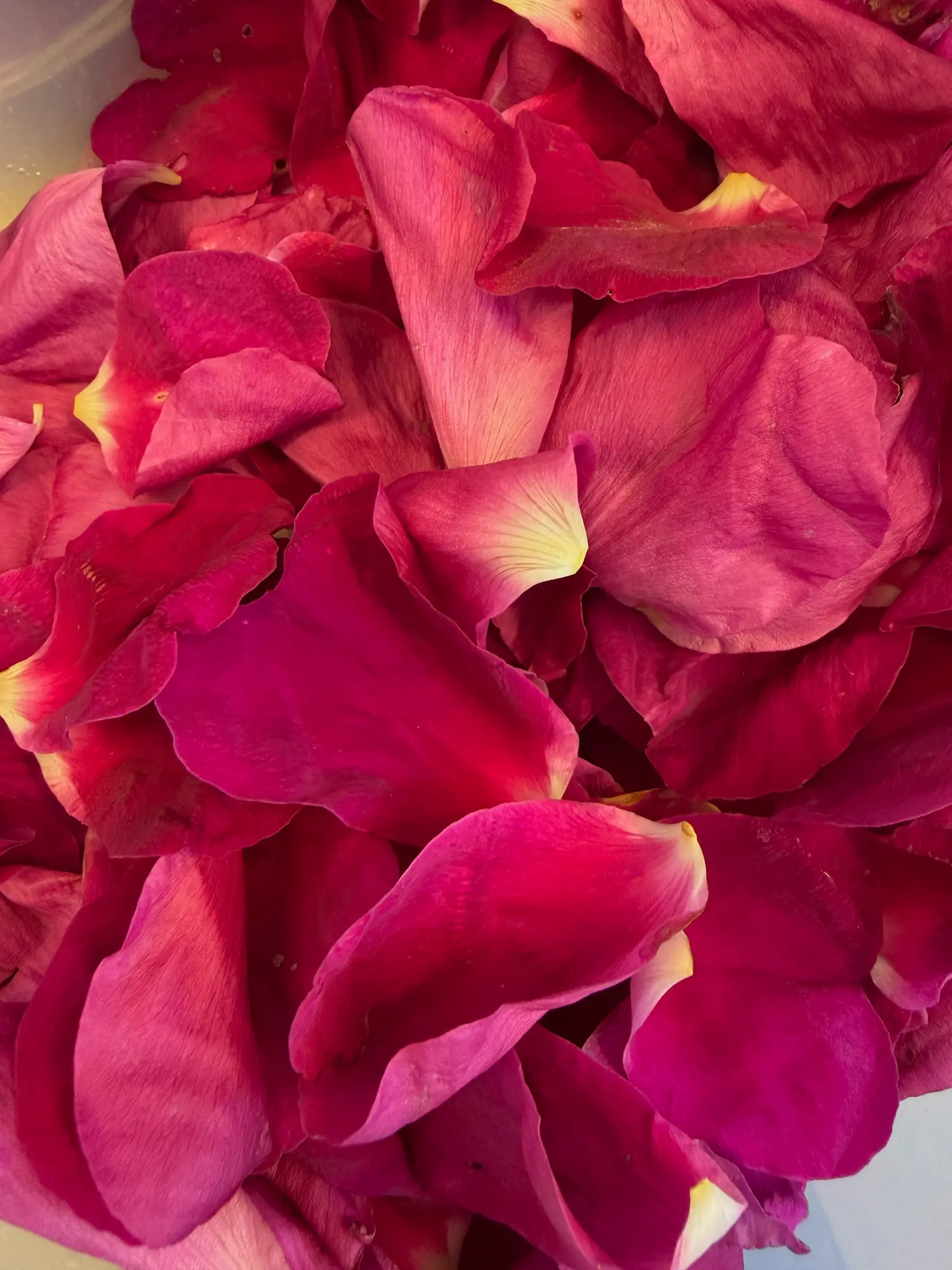 Nærbillede af en samling rødlig-pink rosenblade med gule kanter.