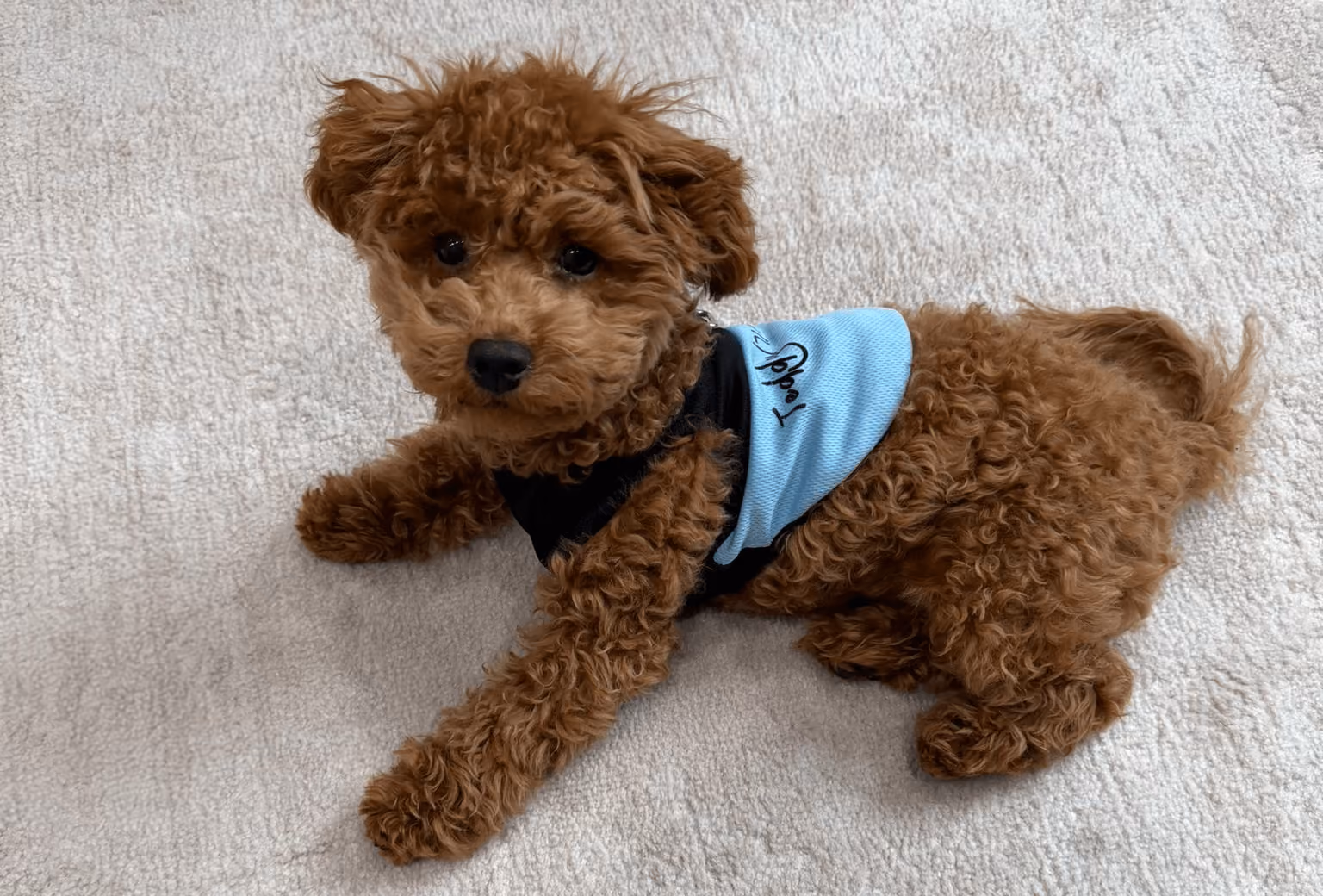Puppy Time Brings Progress and Play to our Group Home
