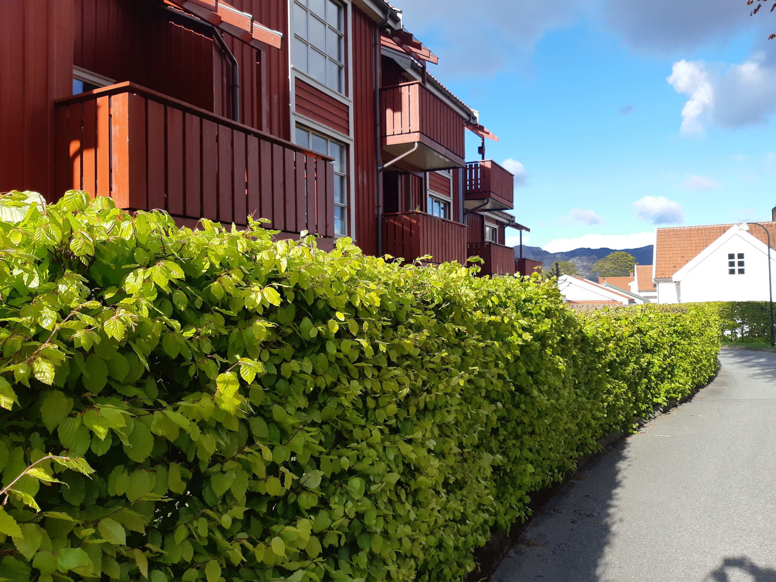 Velholdt bøkehekk på fellesområdet på Frøystad