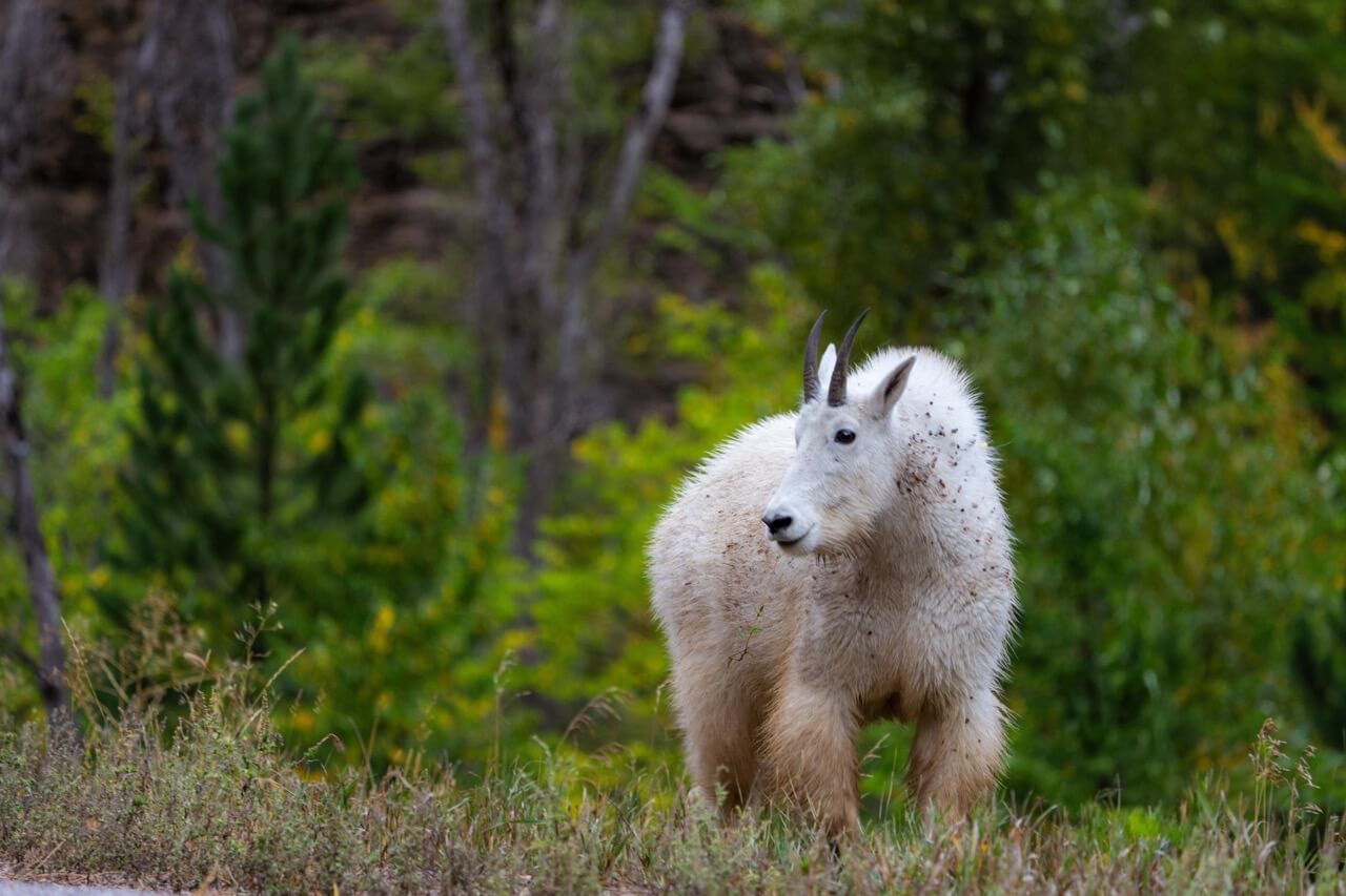 One of Spearfish Canyon's favorite residents; mountain goats are a beloved sight on this oh so scenic byway. Photo by TRAVEL SOUTH DAKOTA.