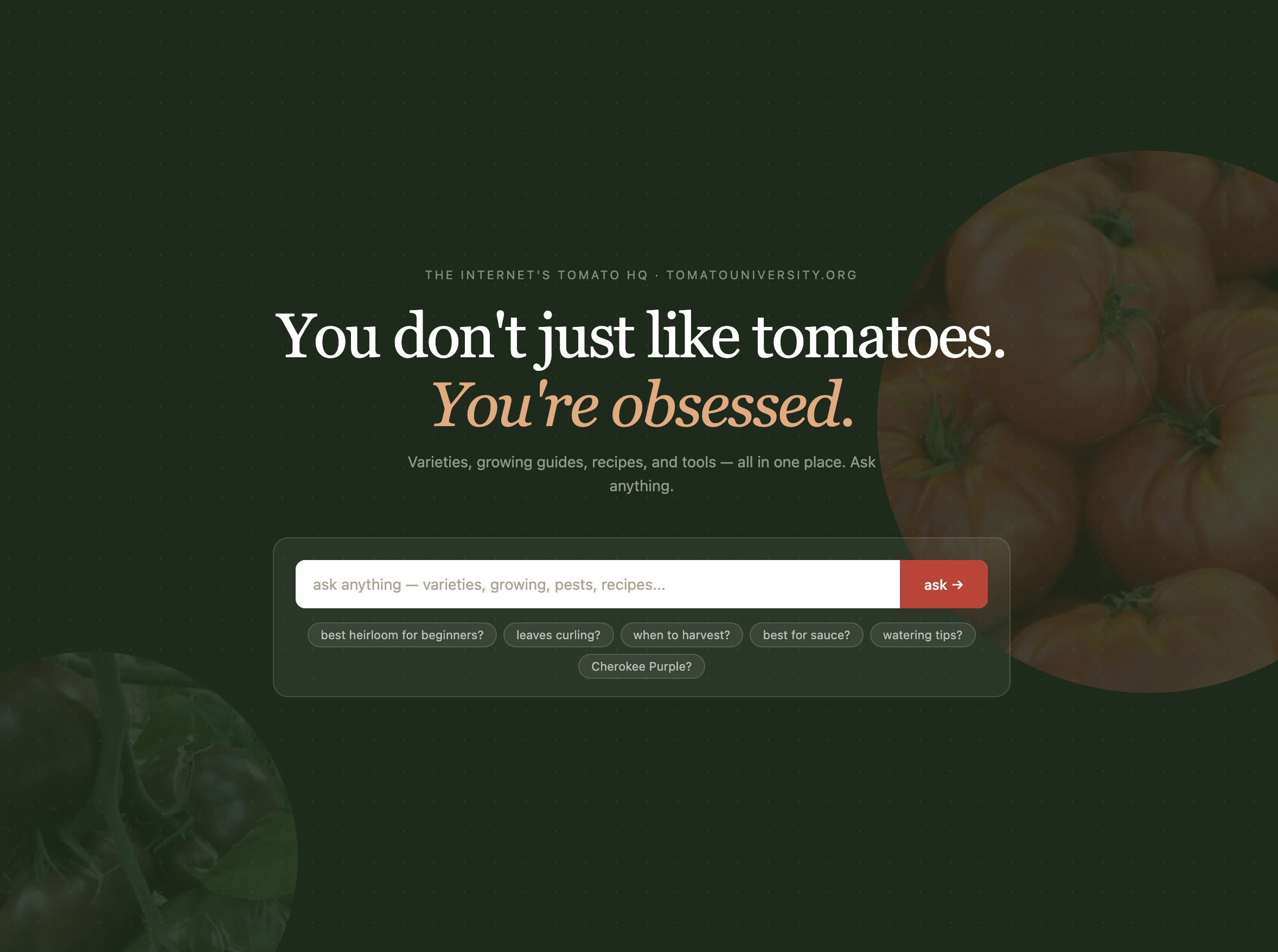 Tomato University AI search tool