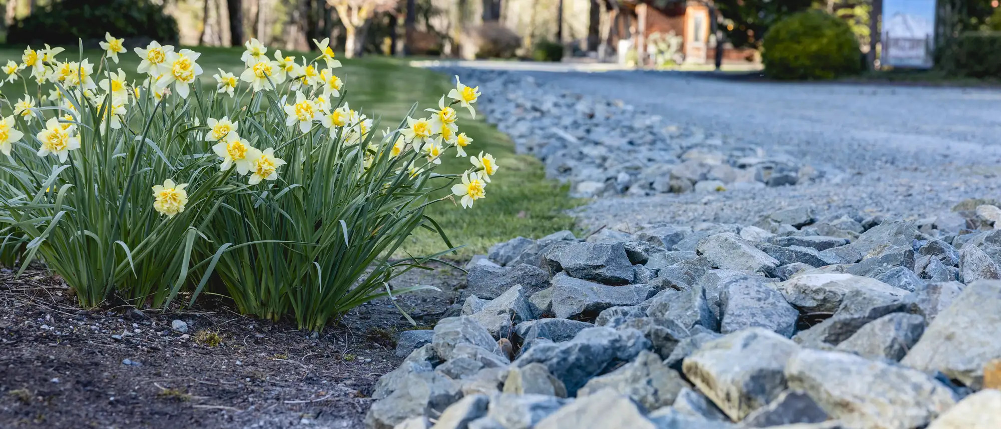 Yellow daffodils blooming beside a gravel pathway with green grass and trees in the background.