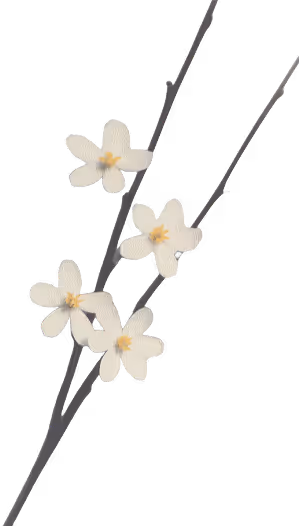Minimalist illustration of a dark slender branch with five small white flowers with yellow centers.