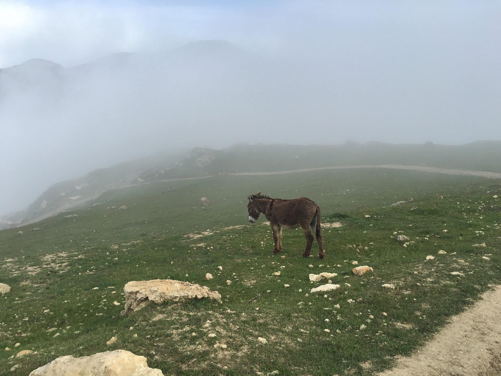A lone packhorse in mountain mist, high Caucasus — from the founder's archive, 2016