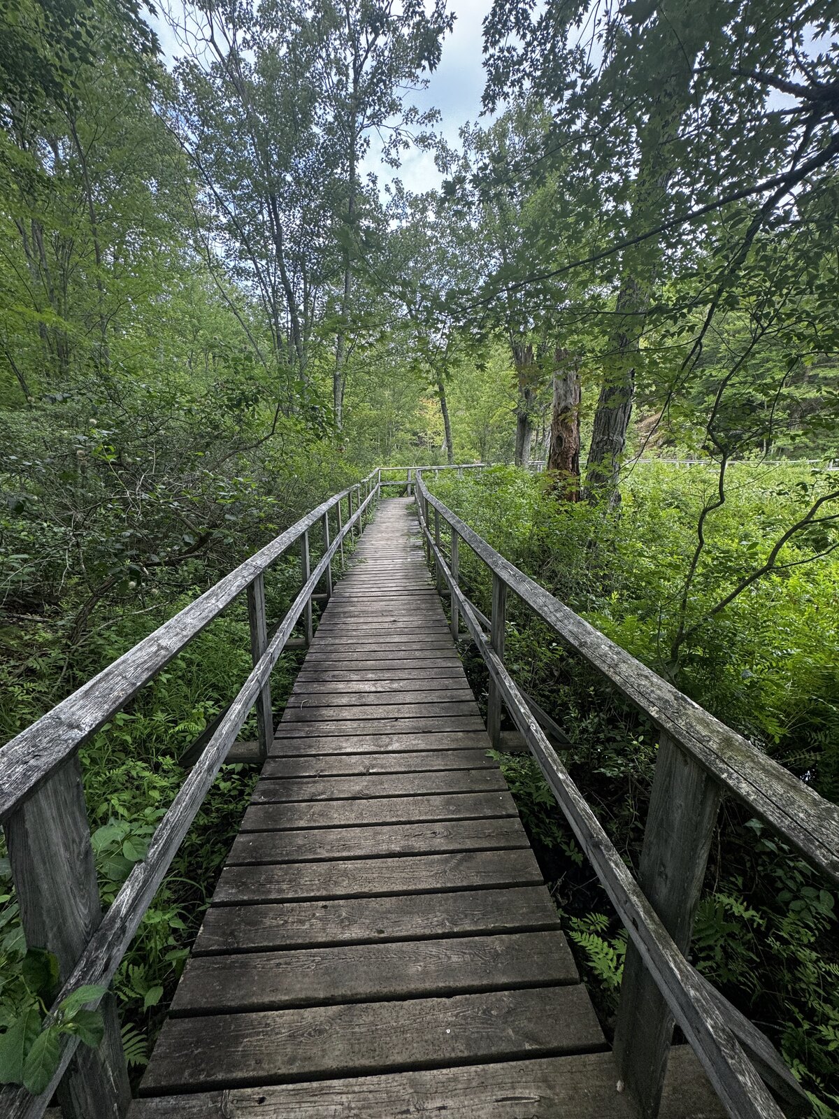 A weathered wooden boardwalk leading into green northern woods