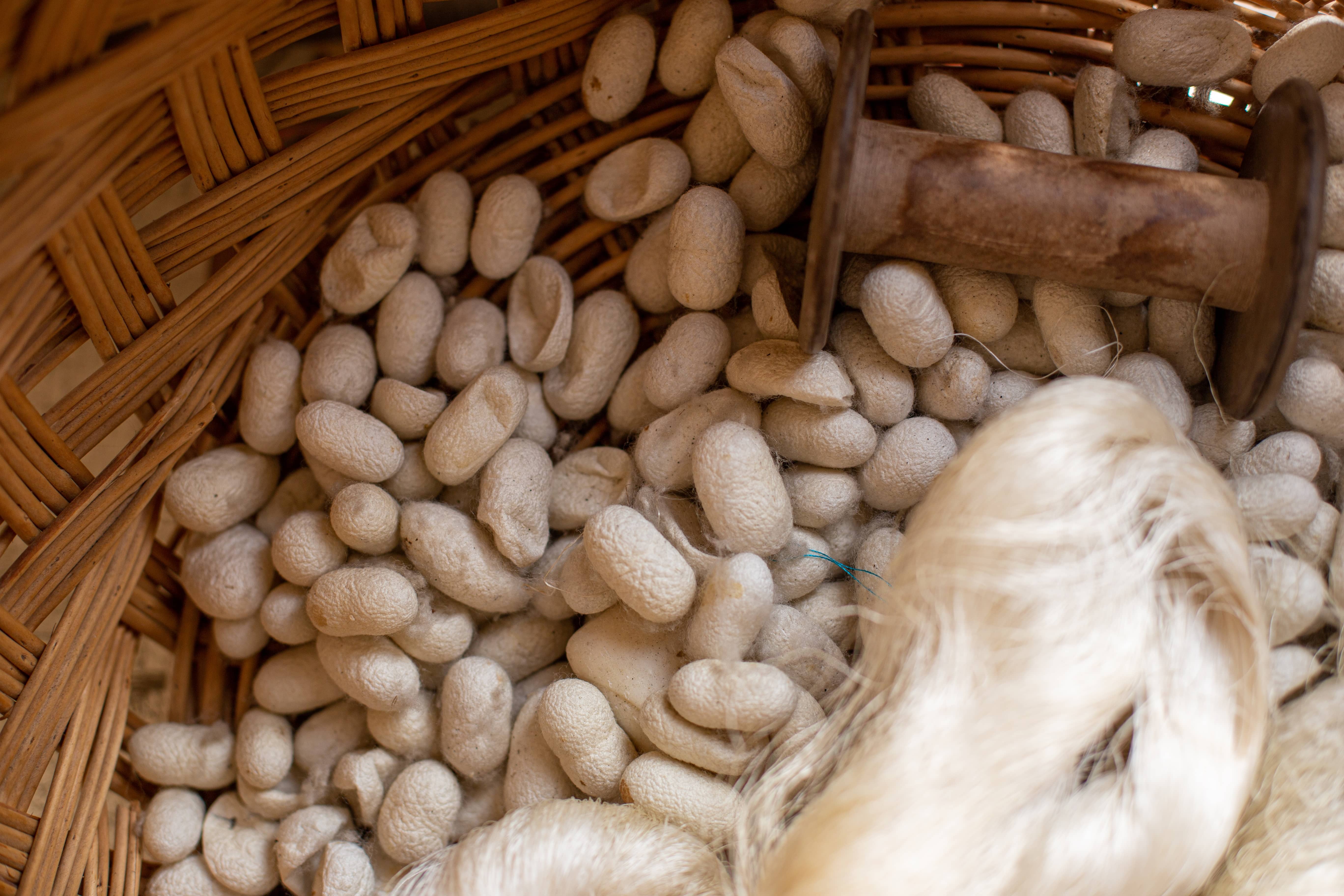 Silk cocoons in a basket at Koza Han, Bursa