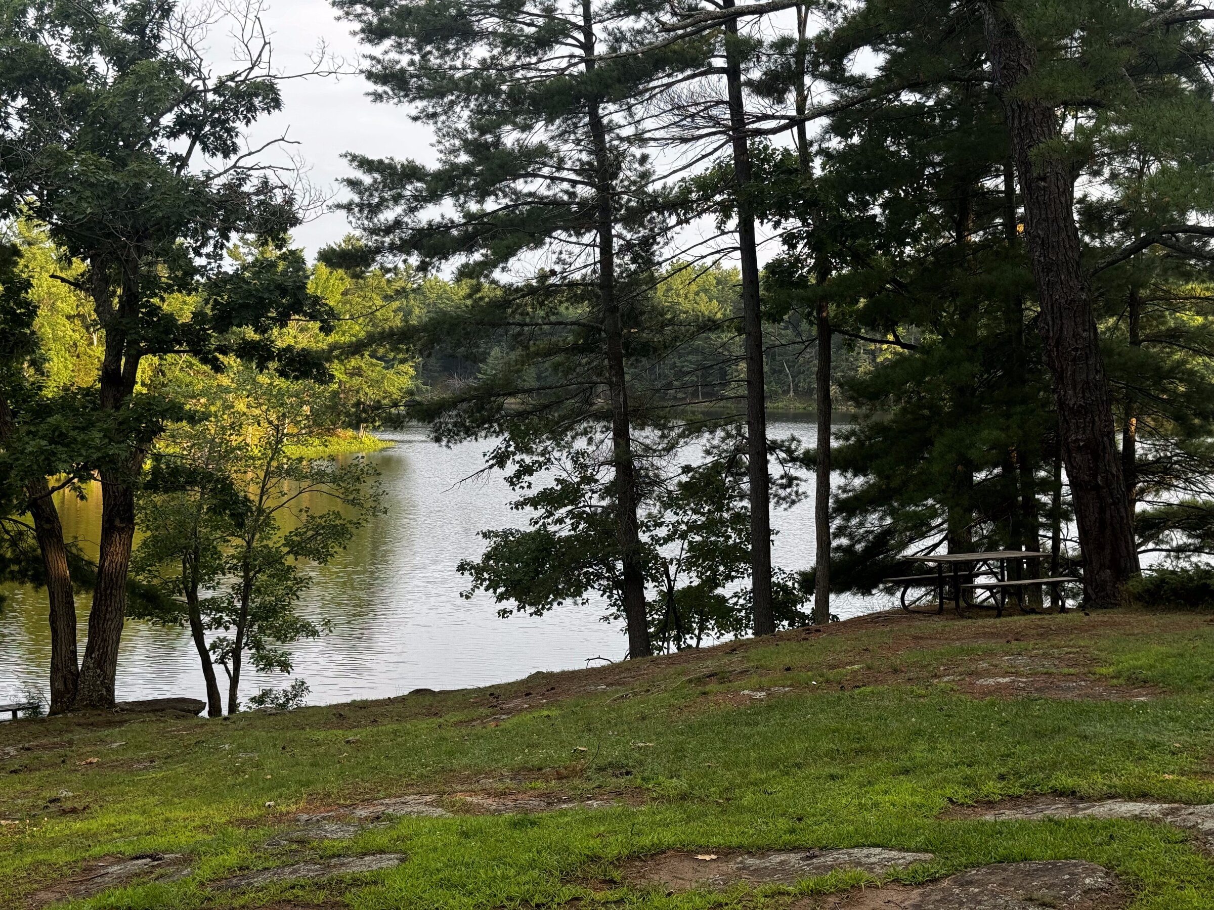 A quiet lake seen through pine trees, with a picnic table beside the shore
