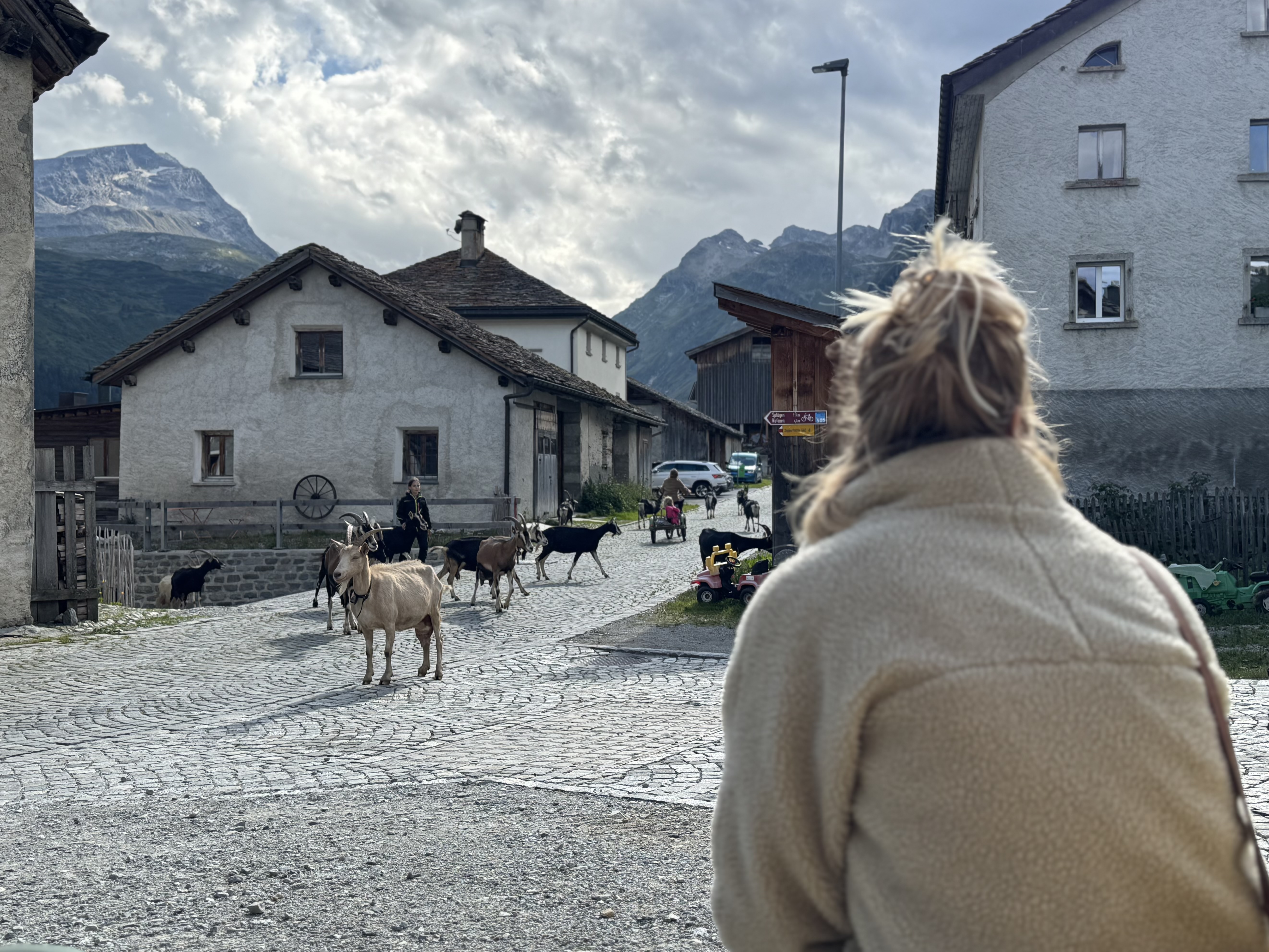 Das Dorf Hinterrhein, mehrere Ziegen laufen durch die Gassen und Bewohner beobachten die Szene, gemütliche Atmosphäre