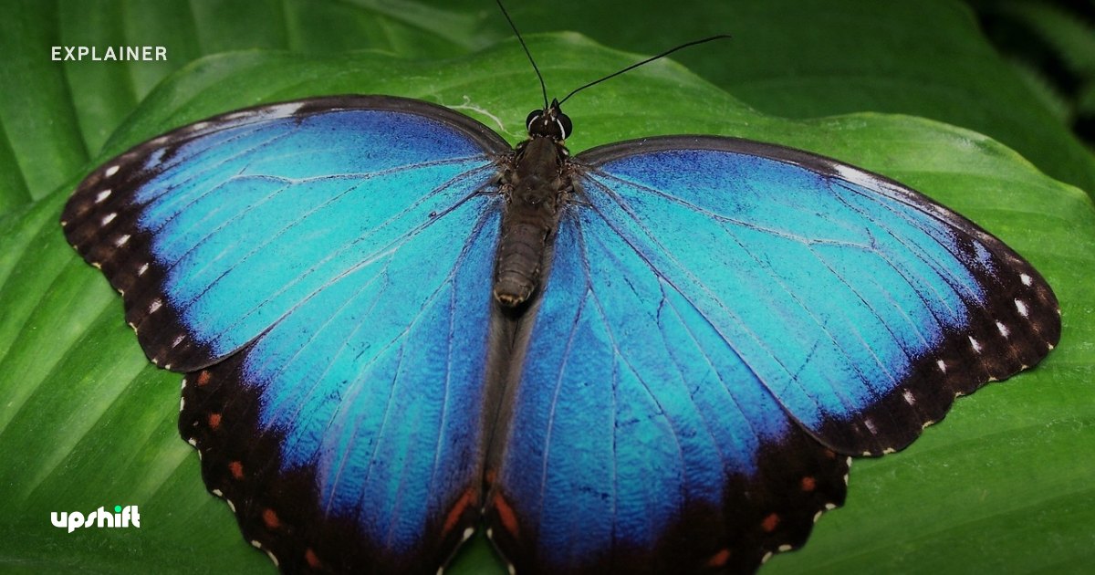 What is Morpho? Morpho crypto lending explained