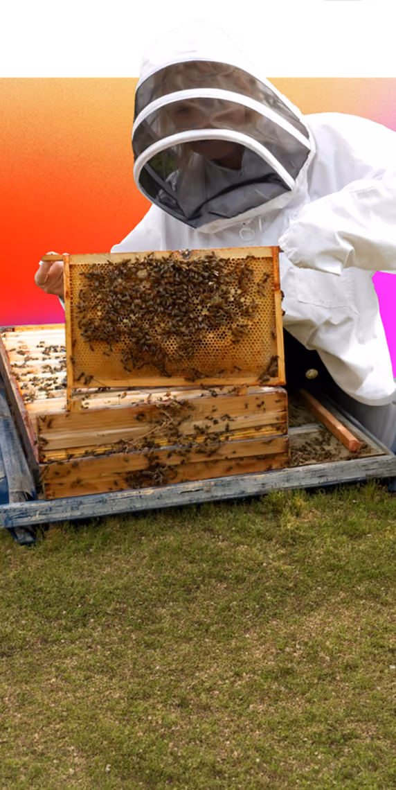 Beekeeper in protective suit holding a bee-covered honeycomb frame over stacked beehives on grass.