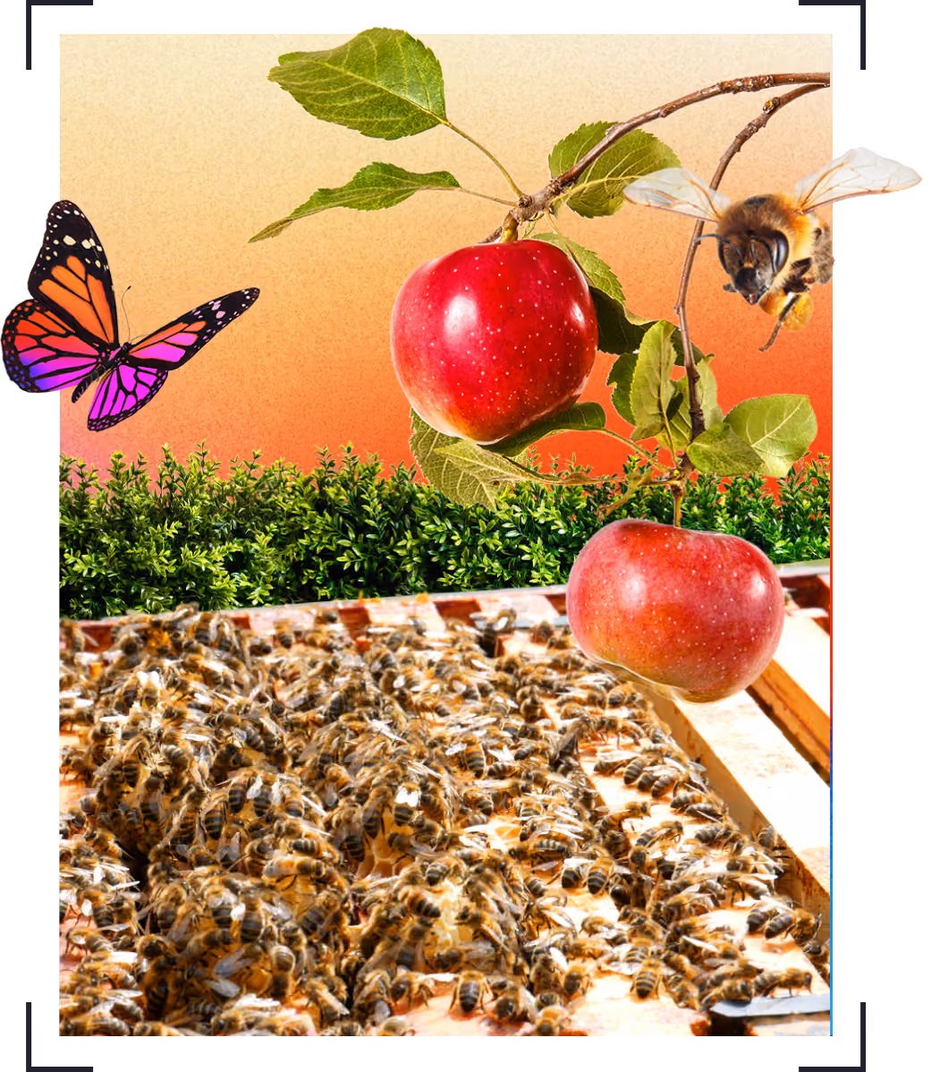 Close-up of a bee hive, a bee, a butterfly, and two red apples on branches with green leaves.