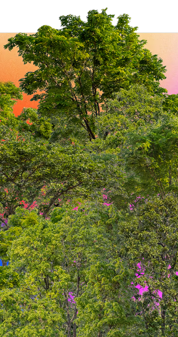Tall green trees with dense foliage against a gradient sky of orange to purple hues.