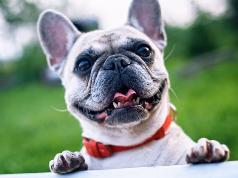 Close-up of a happy French Bulldog with a red collar against a blurred green outdoor background.