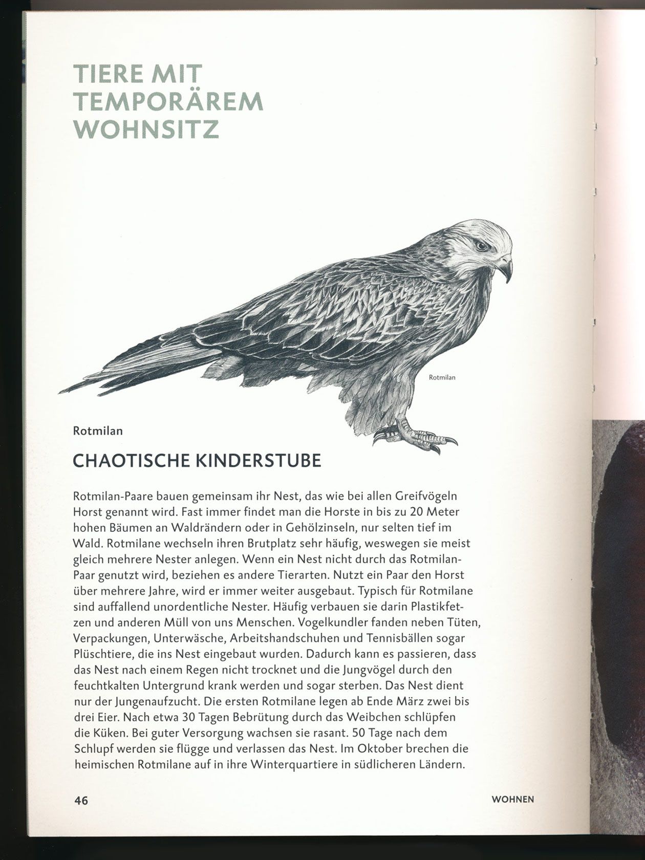 Book page with a detailed bird-of-prey illustration and explanatory text