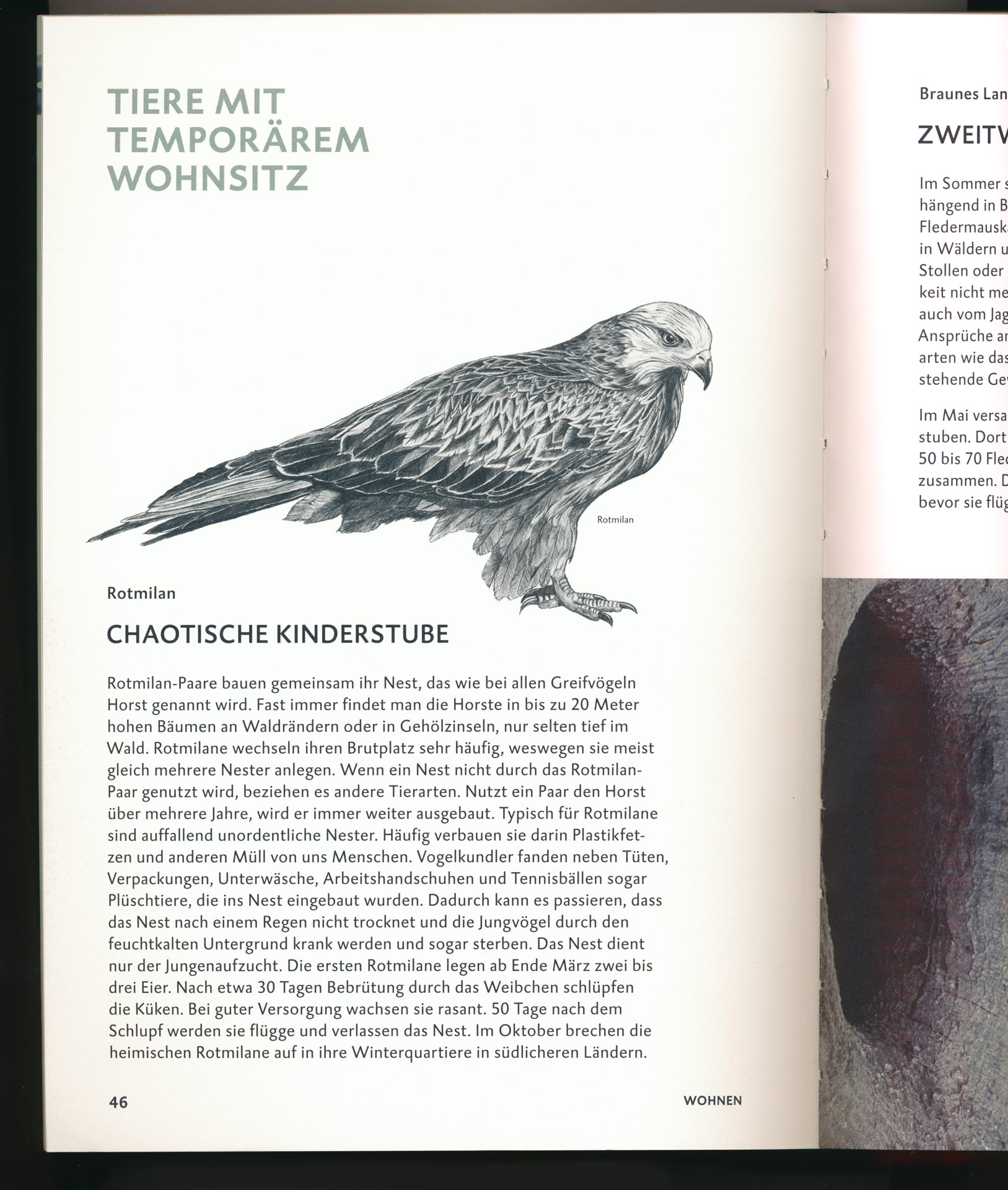 Open book page about birds of prey with an animal drawing and text