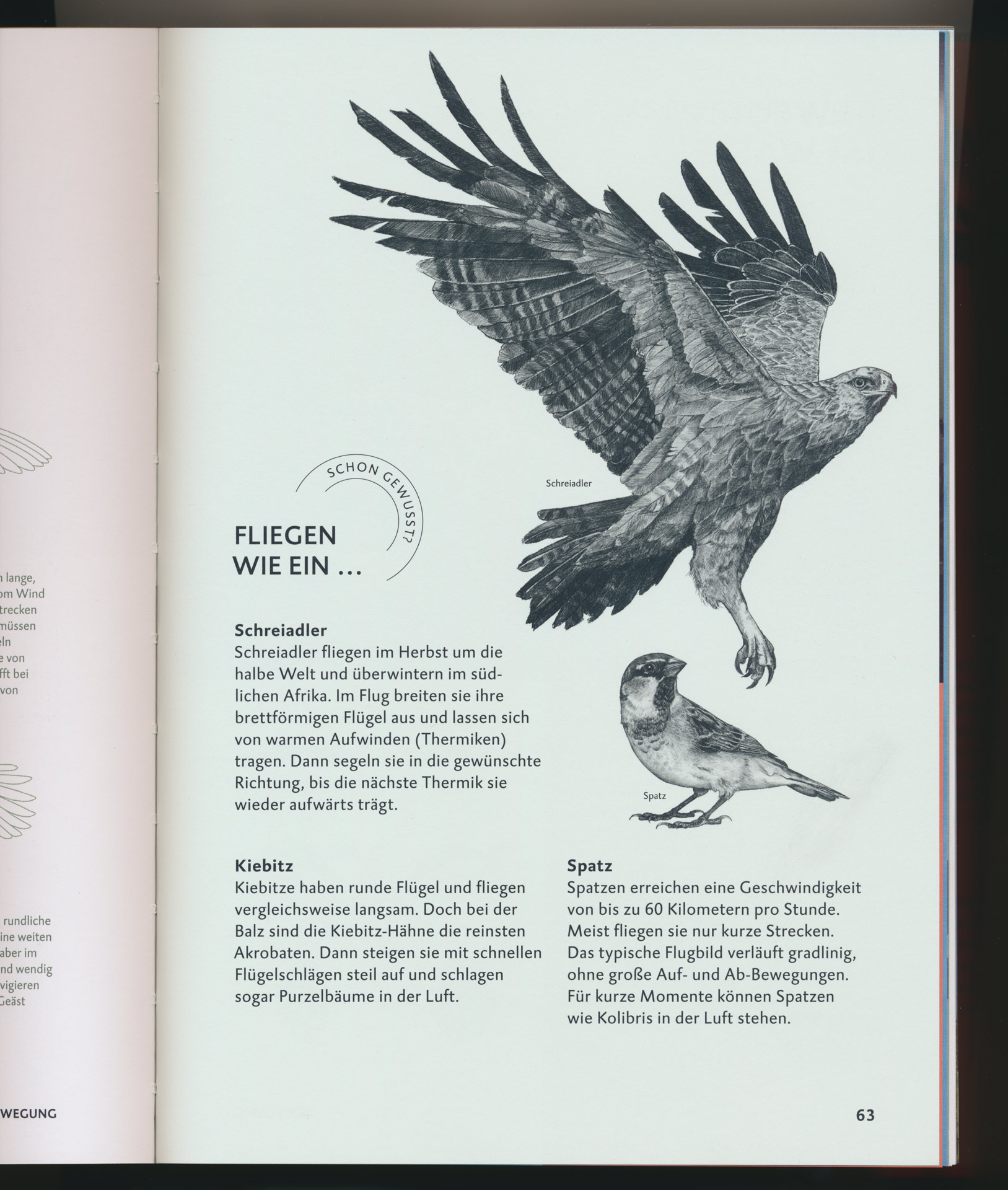 Bird of prey with spread wings and a smaller bird illustration
