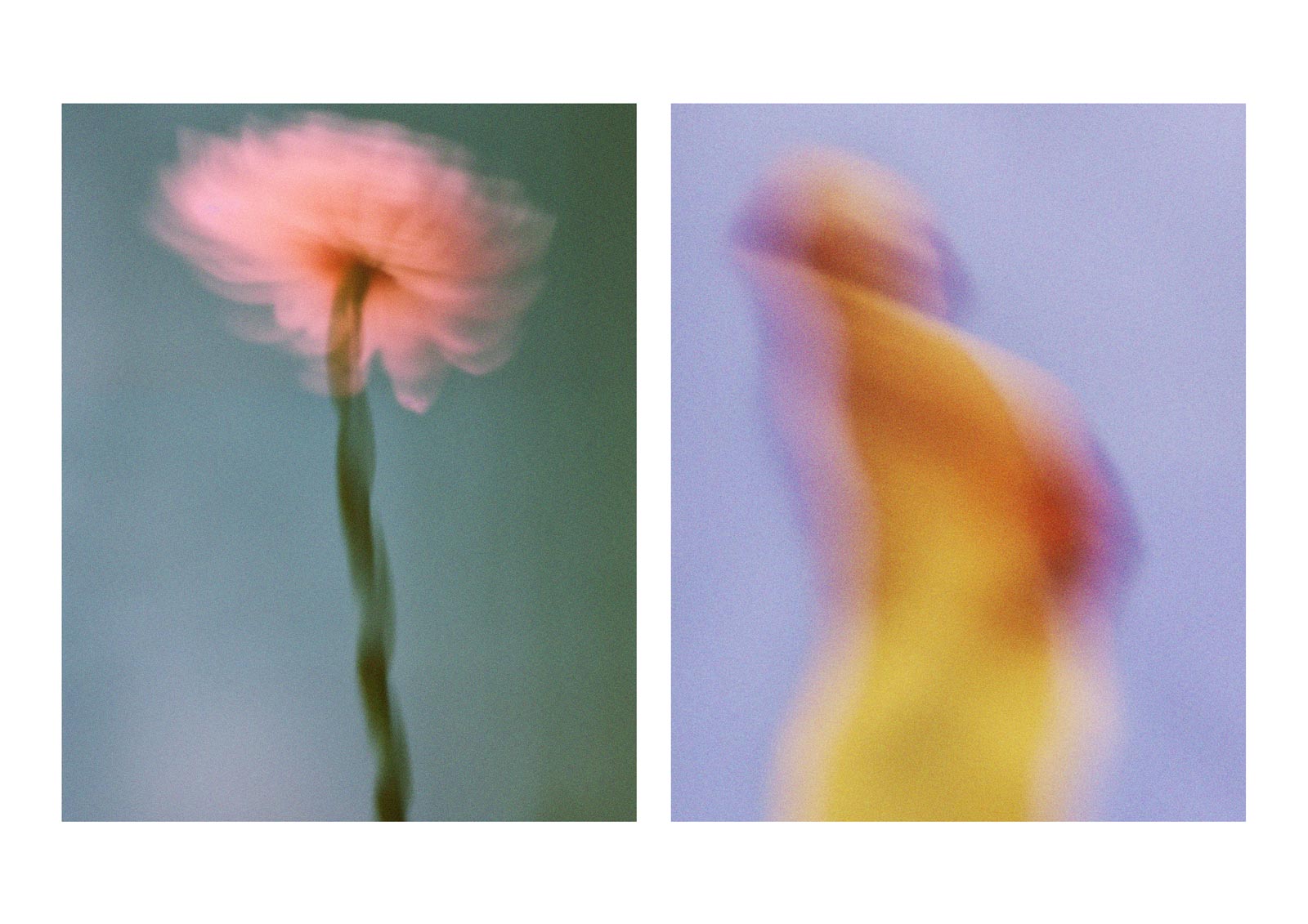 Two blurred campaign images: a pink flower and a yellow figure
