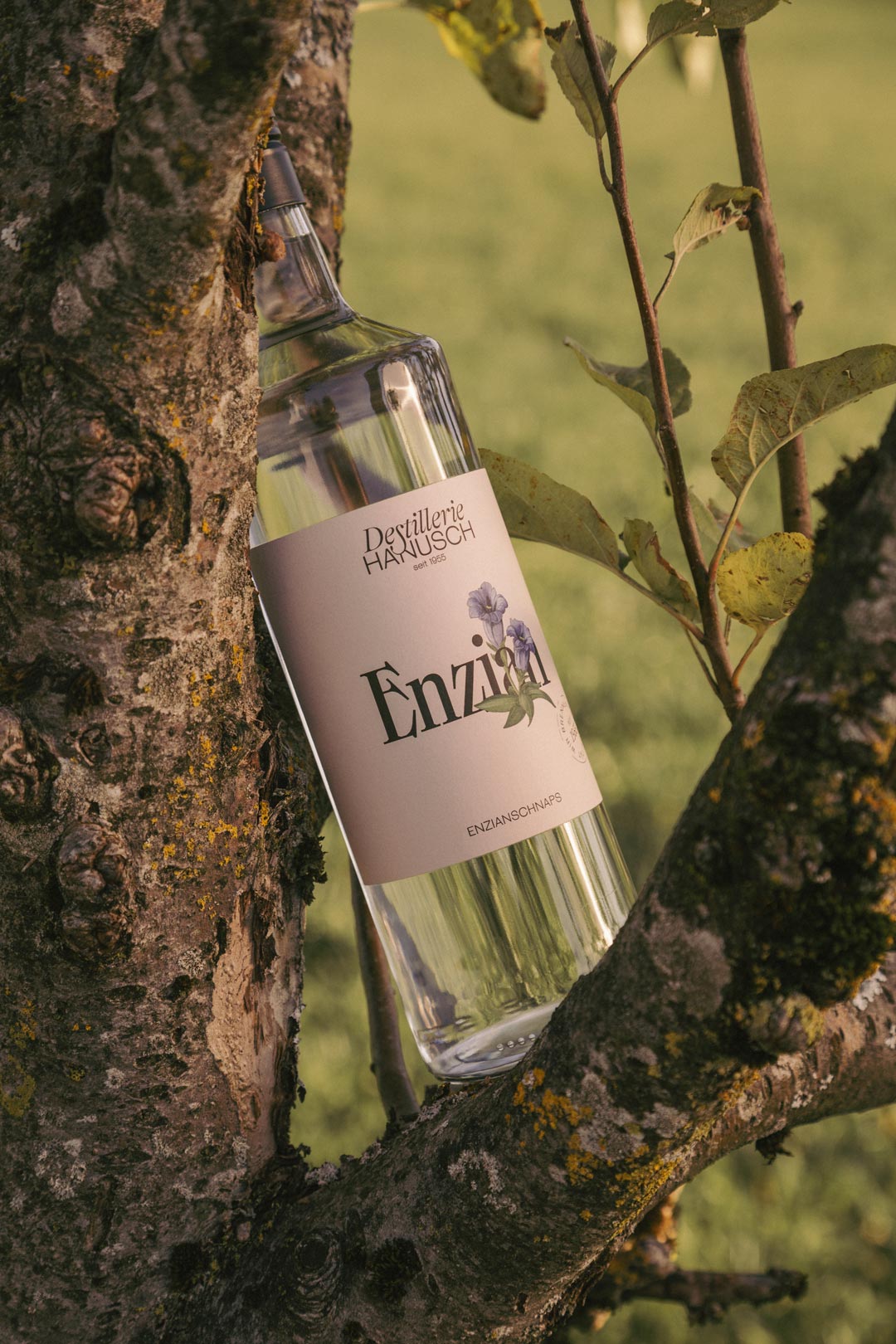 Gentian spirit bottle with an illustrated label against tree bark