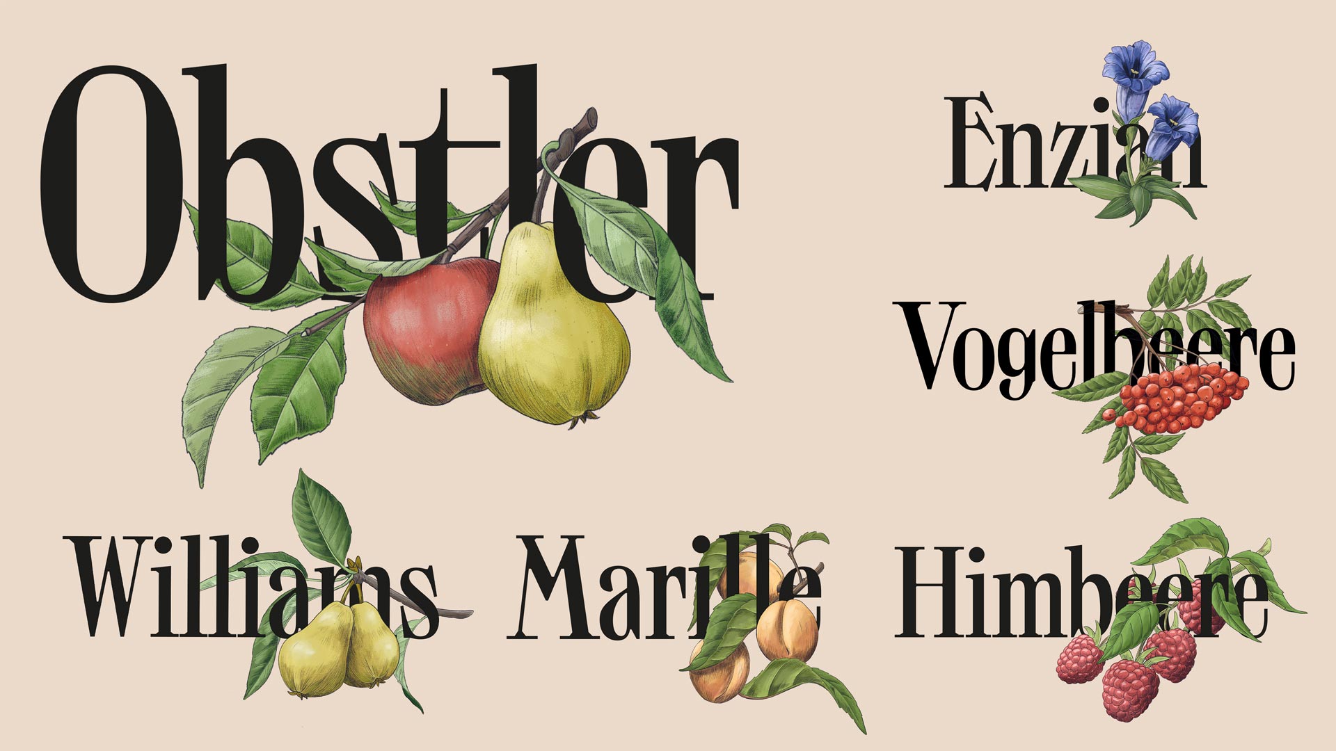 Typographic variety names with fruit and botanical illustrations for Hanusch