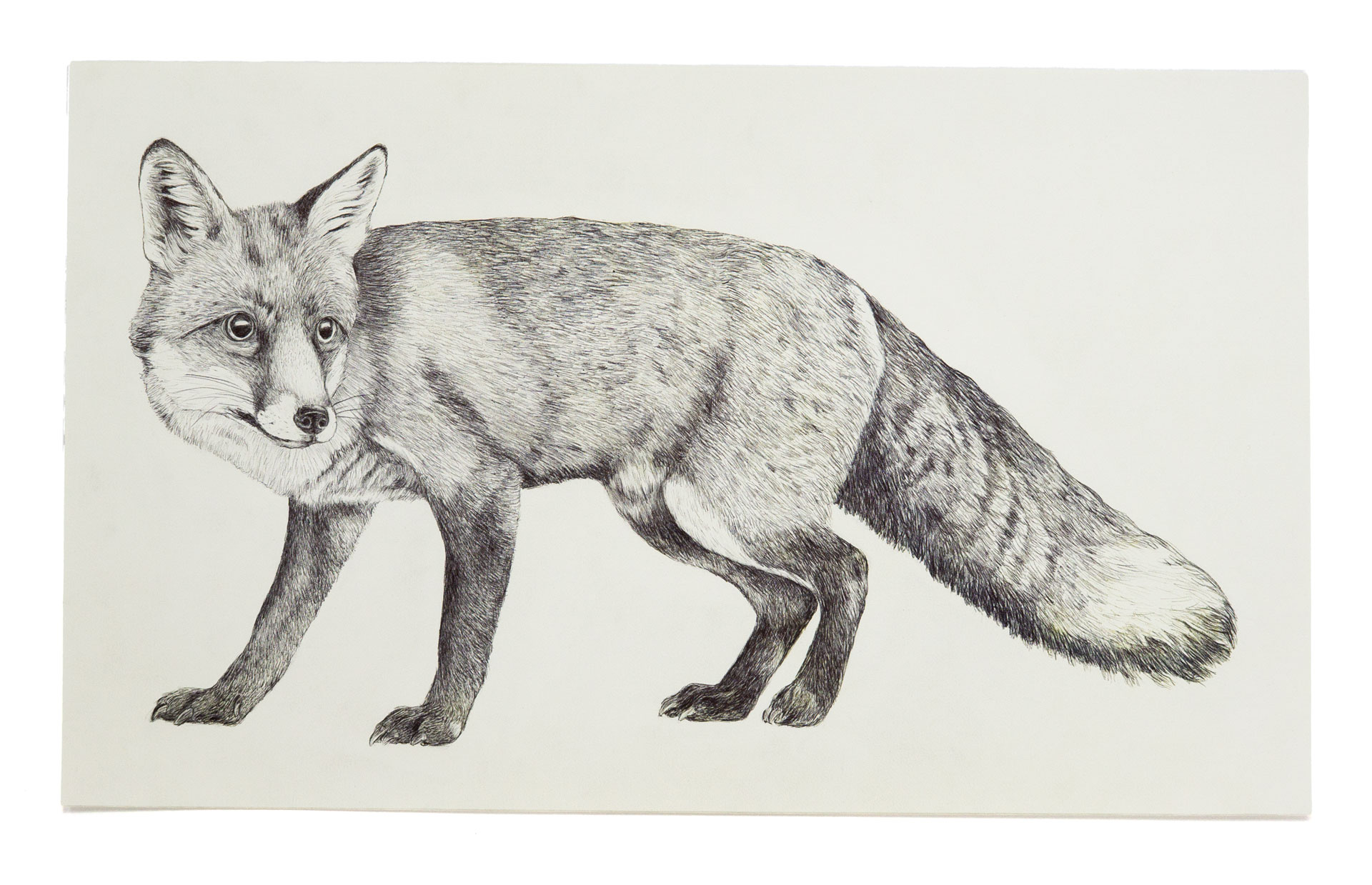 Fuchs
