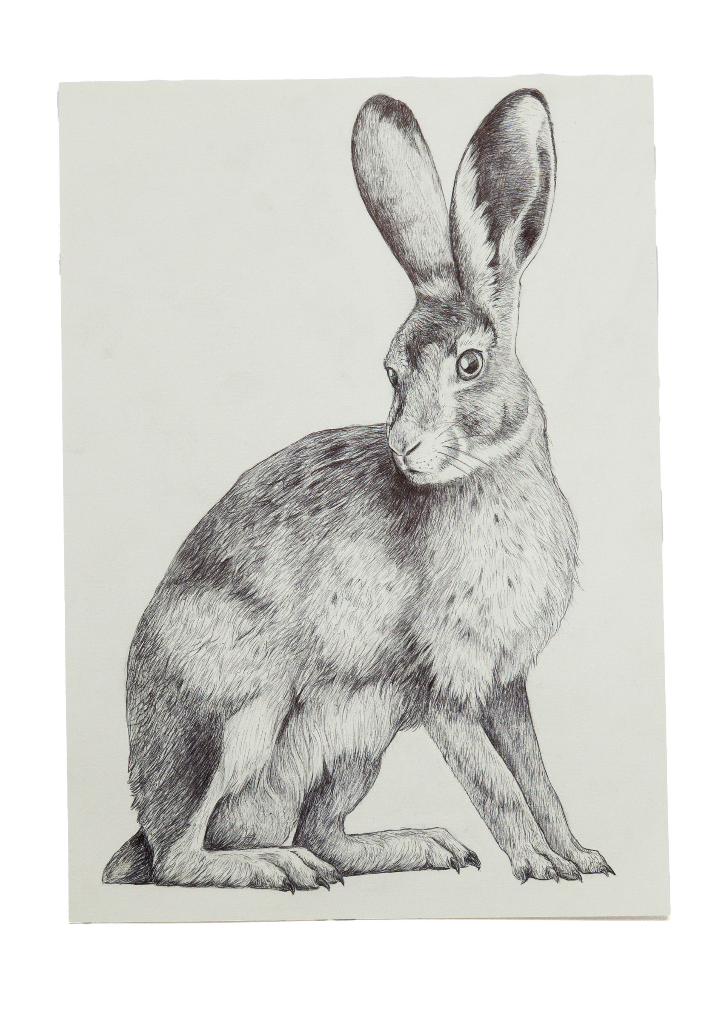 Hase
