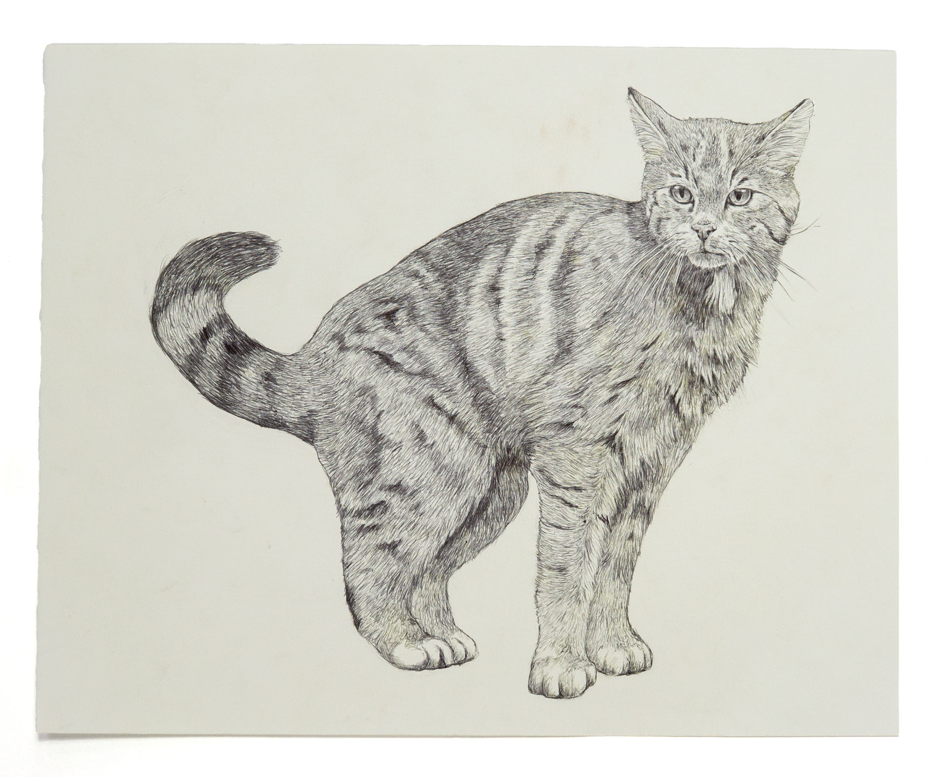 Katze