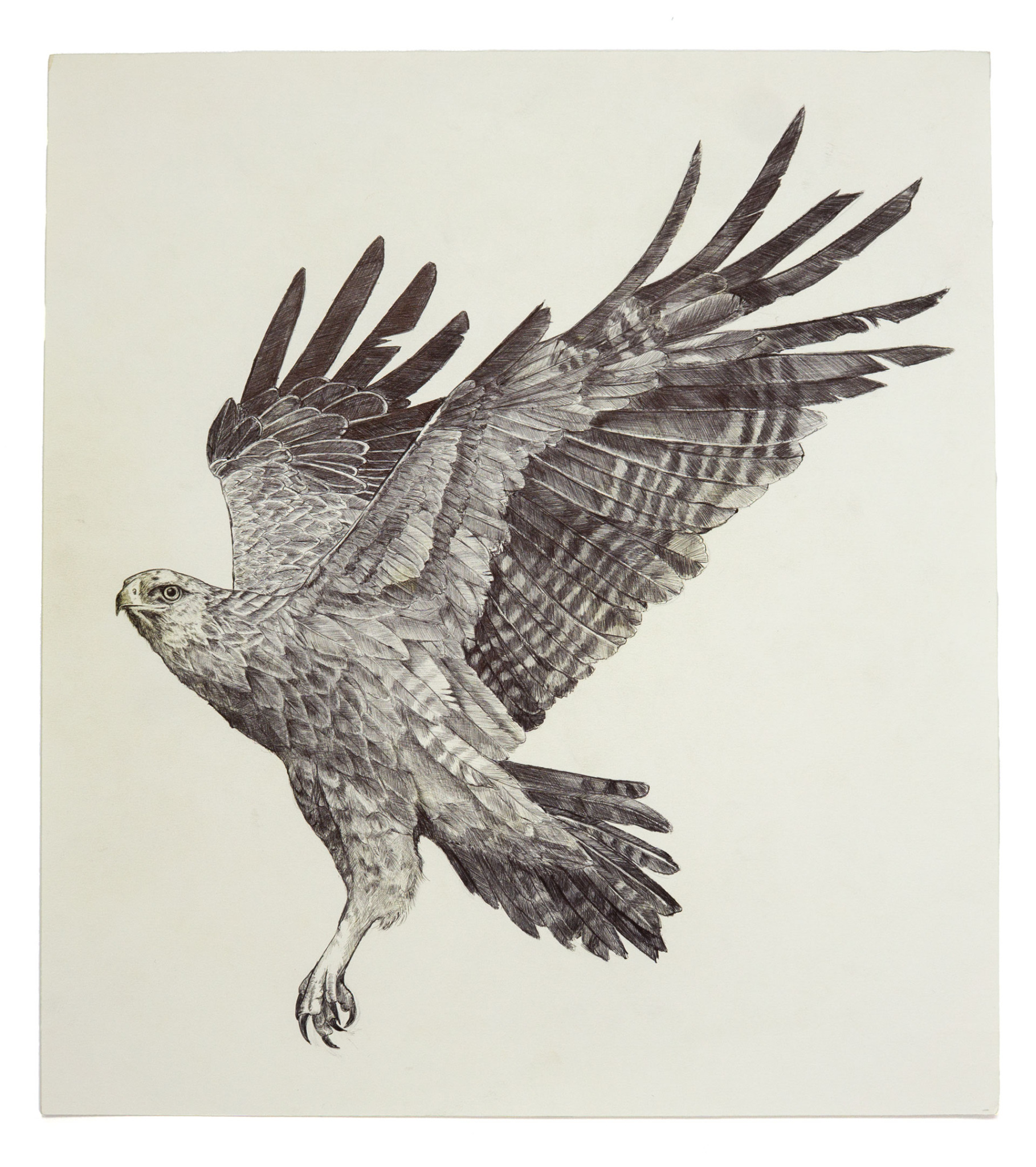 Schreiadler